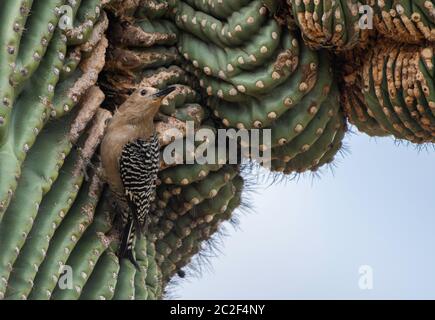 Ein weiblicher Gila-Specht, Melanerpes uropygialis, nähert sich seinem Nesthohlraum in einem Saguaro-Kaktus, Carnegiea gigantea, im Desert Botanical Garden, Stockfoto