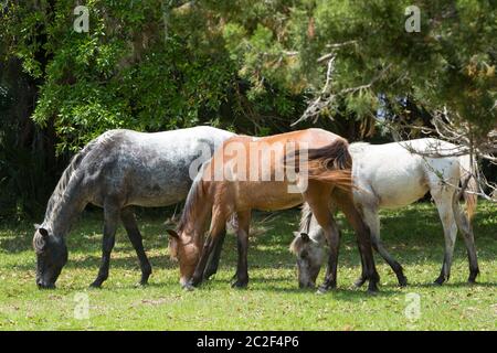 Wildpferde auf Cumberland Island, Georgia Stockfoto