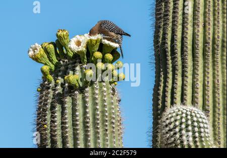 Ein Gila Specht, Melanerpes uropygialis, ernährt sich von Blumen eines Saguaro Kaktus, Carnegiea gigantea, im Saguaro National Park, Arizona Stockfoto