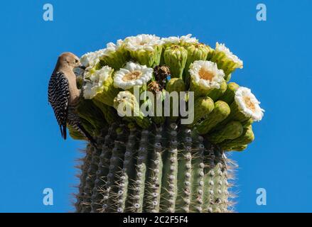 Ein Gila Specht, Melanerpes uropygialis, ernährt sich von Blumen eines Saguaro Kaktus, Carnegiea gigantea, im Saguaro National Park, Arizona Stockfoto