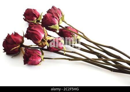 Strauß verwelkte Rosen auf weißem Hintergrund Stockfoto