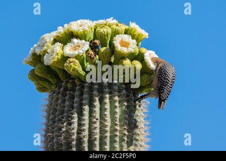 Ein Gila Specht, Melanerpes uropygialis, ernährt sich von Blumen eines Saguaro Kaktus, Carnegiea gigantea, im Saguaro National Park, Arizona Stockfoto