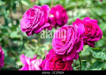 Rose, Rosa 'Stephens' Big Purple' große Blüten Stockfoto