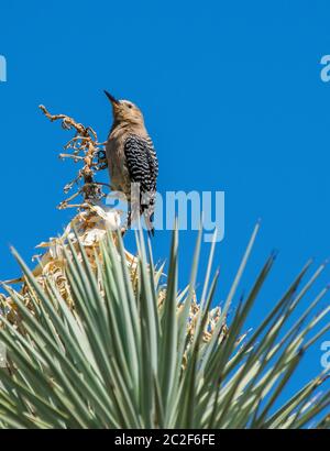 Eine weibliche Gila Specht, Melanerpes uropygialis, barscht auf einer Yucca im Desert Botanical Garden, Phoenix, Arizona Stockfoto