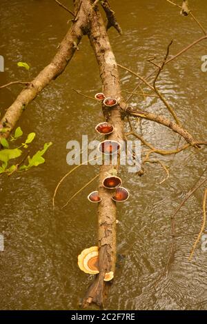 Mangrovenwald Stockfoto