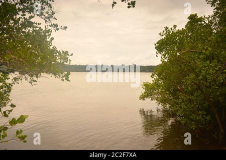 Mangrovenwald Stockfoto