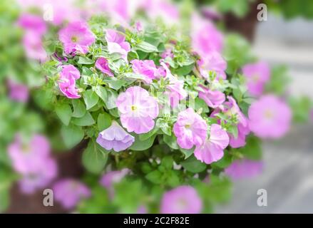 Bunte Petunia Blumen, Grandiflora ist die beliebteste Sorte von Petunia, mit großen Einzel-oder d Stockfoto