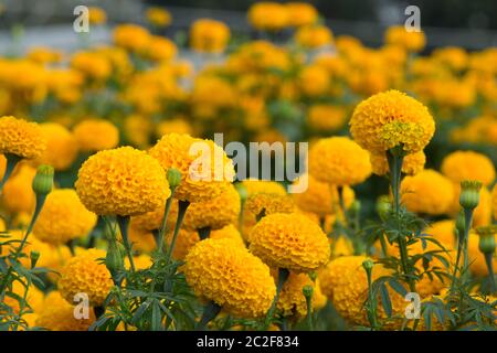 Orange Tagetes Blumenfelder, selektiven Fokus Stockfoto