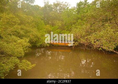 Mangrovenwald Stockfoto