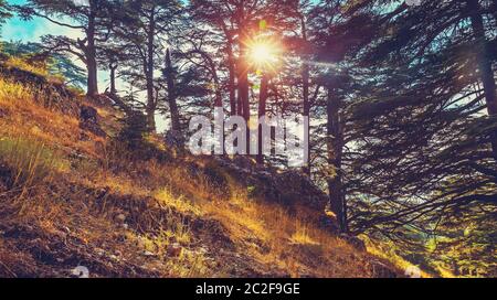 Zedern Gottes, schöne Landschaft einer zedern Baum, Wald, in den Bergen, gefährdete Art von immergrünen Bäumen, National Park Reserve, Weltkulturerbe Stockfoto