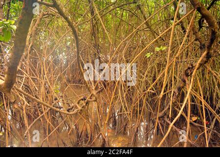 Mangrovenwald Stockfoto