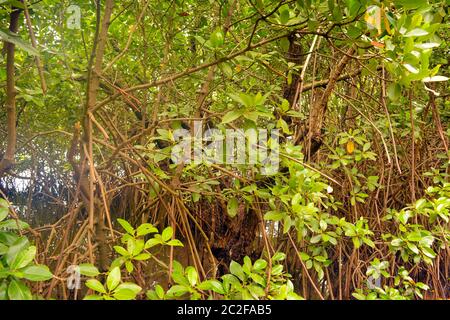 Mangrovenwald Stockfoto