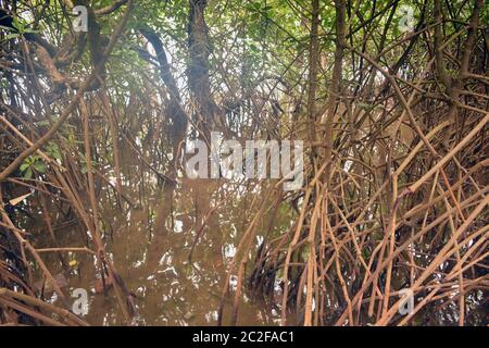 Mangrovenwald Stockfoto
