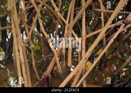 Mangrovewurzeln Stockfoto