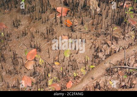 Mangroven, die Wurzeln atmen Stockfoto