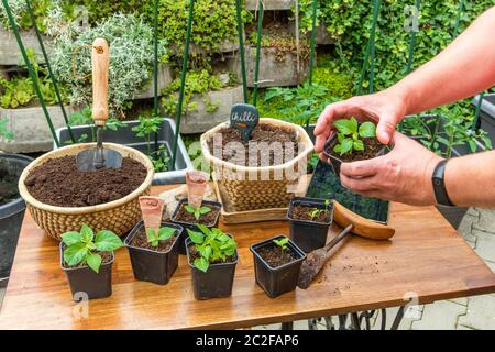 Chilischoten werden anbauen. Der Gärtner setzt auf Chili. Pfeffer Sämlinge wachsen in schwarzem Ton. Hausarbeit im Garten. Gemüseanbau. Stockfoto