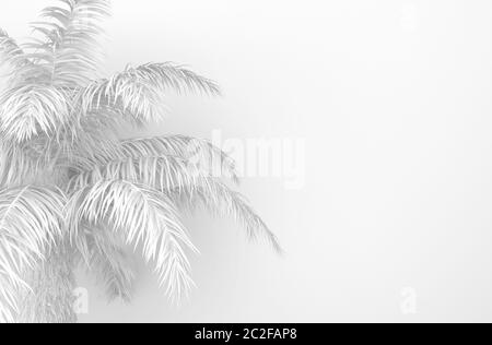 Palme mit weißen Palmblättern auf weißem Hintergrund. Einfarbig gebleichtes weißes Laub. Konzeptionelle kreative Illustration mit Kopierbereich. 3D-Rendering Stockfoto