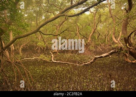 Mangrovenwald Stockfoto