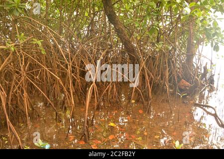 Mangrovenwald Stockfoto