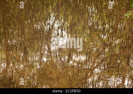 dr. salim ali Vogelschutzgebiet Stockfoto