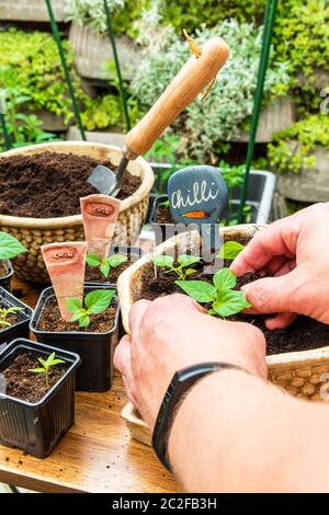 Chilischoten werden anbauen. Der Gärtner setzt auf Chili. Pfeffer Sämlinge wachsen in schwarzem Ton. Hausarbeit im Garten. Gemüseanbau. Stockfoto