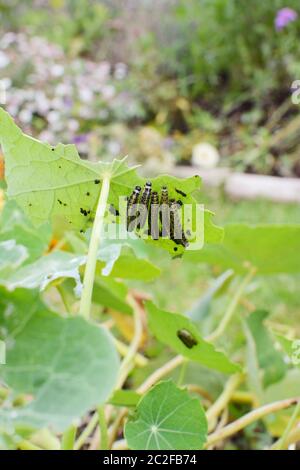 Fünf kleine Kohl weißen Raupen auf der Unterseite eines Kapuzinerkresse Blatt in einen blühenden Garten, essen das Laub Stockfoto