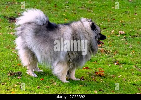 Keeshond ist ein mittelgroßer Hund mit einem weichen, zweischichtigen Fell aus Silber und schwarzem Fell mit einer Rüsche und einem gewellten Schwanz Stockfoto