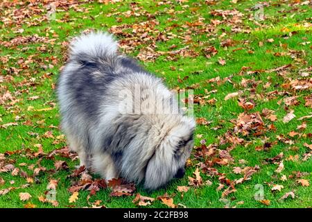 Keeshond ist ein mittelgroßer Hund mit einem weichen, zweischichtigen Fell aus Silber und schwarzem Fell mit einer Rüsche und einem gewellten Schwanz Stockfoto