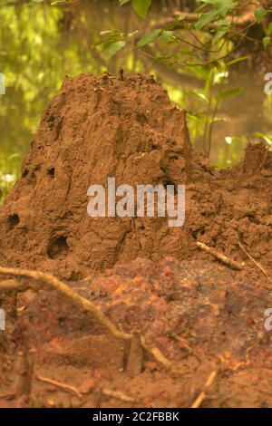 dr. salim ali Vogelschutzgebiet Stockfoto