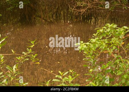 Mangrovenwald Stockfoto