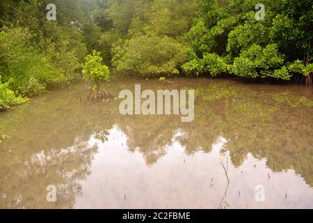 dr. salim ali Vogelschutzgebiet Stockfoto
