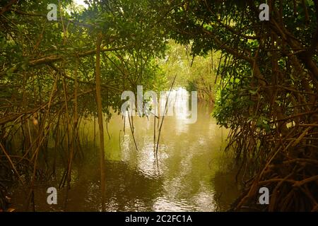 Mangrovenwald Stockfoto