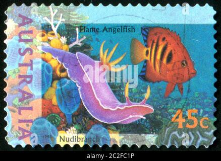 AUSTRALIEN - UM 1995: Stempel gedruckt von Australien, zeigt Flame Angelfish, um 1995 Stockfoto