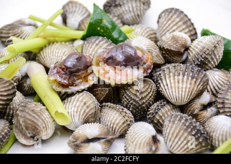 Gekochte Herzmuscheln oder Jakobsmuscheln mit Meeresfrüchtesoße Stockfoto