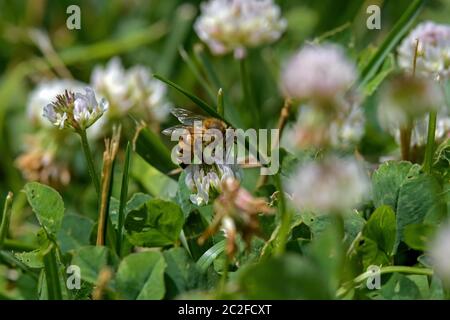 Honigbiene auf weißem Klee Blume in der Mittagssonne. Klee ist eine krautige Staudenpflanze. Die Blüten werden von Honigbienen und Hummeln besucht. Stockfoto