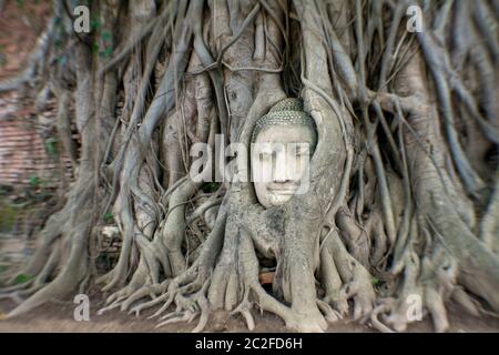 LB00101-00...THAILAND - Kopf eines buddha, der in Baumwurzeln verflochten ist, im Wat Maha That, Ayutthaya. LensBaby-Bild. Stockfoto