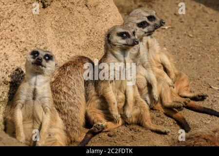 Zoom Erlebniswelt, Gelsenkirchen, Deutschland. Juni 2020. Drei Erdmännchen (Suricata suricatta) faulenzen im Sonnenschein herum. Tiere bei der Entspannung und kühlen sich heute in heißer und feuchter Witterung in Nordrhein-Westfalen ab. Kredit: Imageplotter/Alamy Live Nachrichten Stockfoto