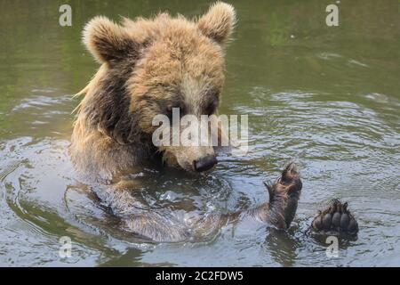 Ein europäischer Braunbär (ursus arctos arctos) hat Spaß im erfrischenden Wasser zu baden. Zoom Erlebniswelt, Gelsenkirchen, Deutschland. Juni 2020. Tiere bei der Entspannung und kühlen sich heute in heißer und feuchter Witterung in Nordrhein-Westfalen ab. Kredit: Imageplotter/Alamy Live Nachrichten Stockfoto