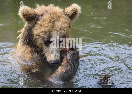 Zoom Erlebniswelt, Gelsenkirchen, Deutschland. Juni 2020. Ein europäischer oder eurasischer Braunbär (ursus arctos arctos) hat Spaß im erfrischenden Wasser zu baden.Tiere bei uns entspannen und kühlen sich heute bei heißem und feuchtem Wetter in Nordrhein-Westfalen ab. Kredit: Imageplotter/Alamy Live Nachrichten Stockfoto