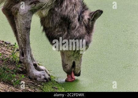 Zoom Erlebniswelt, Gelsenkirchen, Deutschland. Juni 2020. Ein holzwolf (Canis lupus occidentalis) schlürft einige erfrischende Algen von der Oberfläche des Teiches. Tiere bei der Entspannung und kühlen sich heute in heißer und feuchter Witterung in Nordrhein-Westfalen ab. Kredit: Imageplotter/Alamy Live Nachrichten Stockfoto