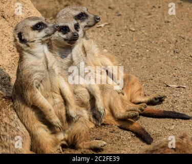 Zoom Erlebniswelt, Gelsenkirchen, Deutschland. Juni 2020. Drei Erdmännchen (Suricata suricatta) faulenzen im Sonnenschein herum. Tiere bei der Entspannung und kühlen sich heute in heißer und feuchter Witterung in Nordrhein-Westfalen ab. Kredit: Imageplotter/Alamy Live Nachrichten Stockfoto