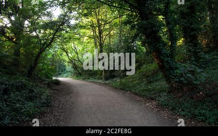Ein Kiesweg schlängelt sich durch Wälder auf Hampstead Heath, einem großen Park im Norden Londons. Stockfoto