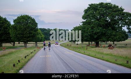 London, England, UK - 1. Juli 2013: Radfahrer fahren auf Straßen durch den Richmond Park, wo eine Rothirschherde grasen, im Südwesten Londons. Stockfoto