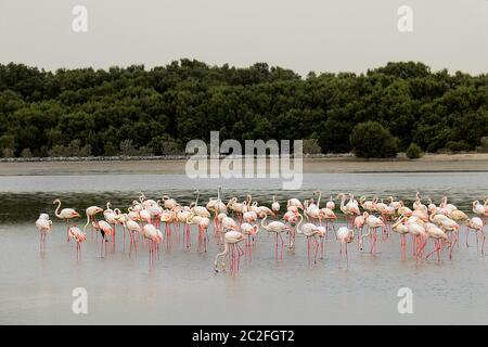 dubai, dubai Steet, Ras Al Khor Wildlife Sanctuary, Dubai, VAE, Tänzerin dubai Stockfoto