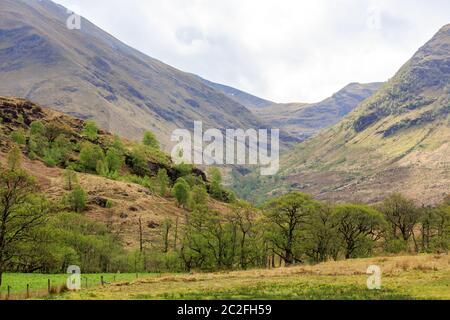 Waldbäume in Glen Nevis die schottischen Highlands Stockfoto