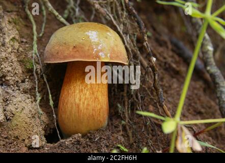 Boletus calopus im Wald. Bolete Pilz in der natürlichen Umgebung (Birch Bolete - Leccinum scabrum - Boletus scaber syn.) Stockfoto