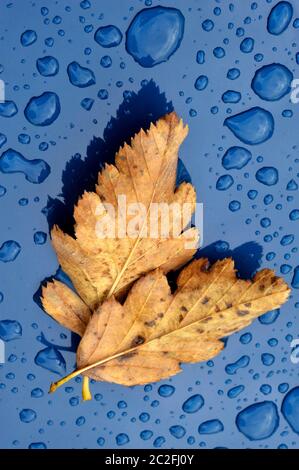 Herbstlaub auf Regen fallen bedeckt Motorhaube Stockfoto