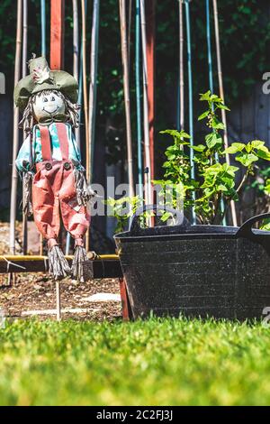 Halten Sie sich von Vögeln im Garten fern Stockfoto