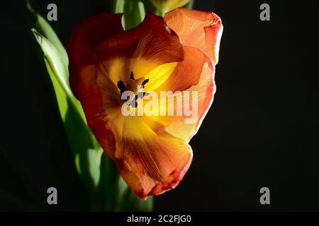rote Tulpe auf einem dunklen Hintergrund geblasen Stockfoto