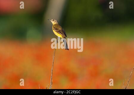 Westliche gelbe Bachstelze auf Mohnfeld Hintergrund Stockfoto